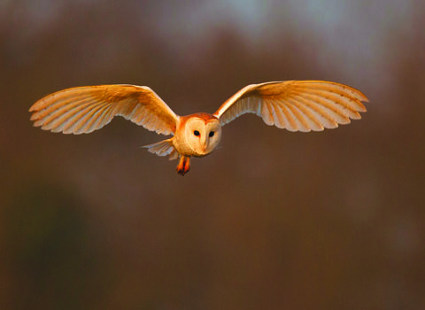 Barn owls | North Wales Wildlife Trust